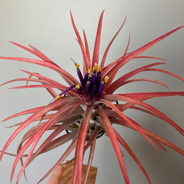 "Tillandsia 'Victoria'"