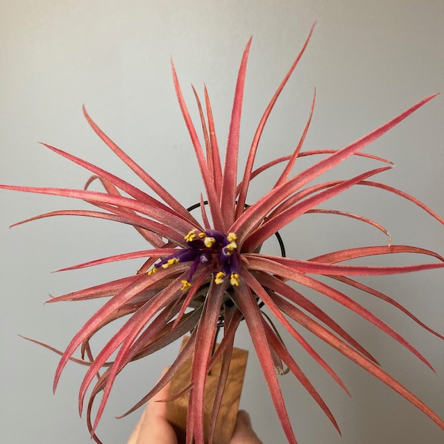 "Tillandsia 'Victoria'"