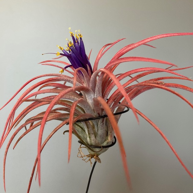 "Tillandsia 'Victoria'"