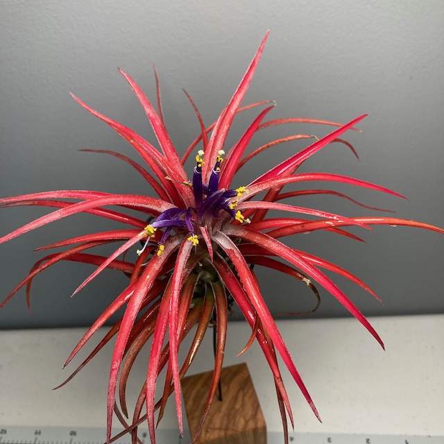 "Tillandsia 'Victoria'"