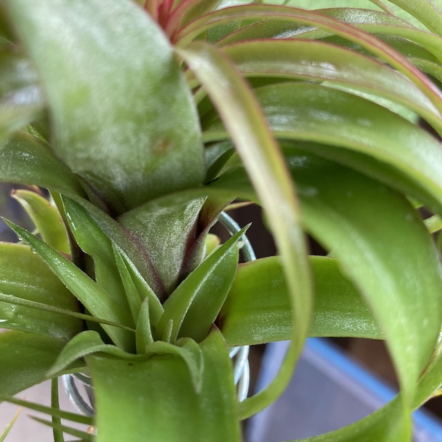 "Tillandsia 'Eric Knobloch'"