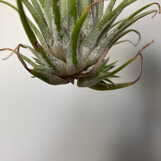 "Tillandsia ionantha"