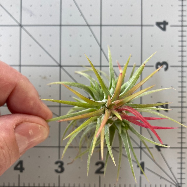 "Tillandsia ionantha"