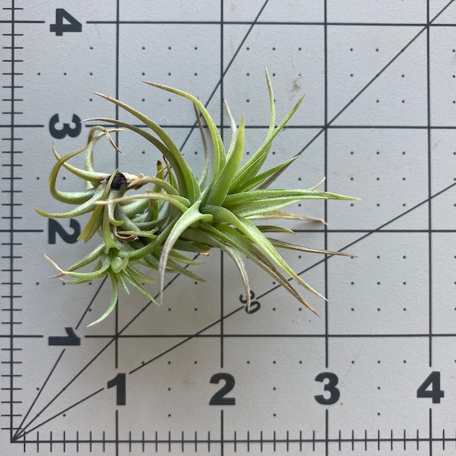 "Tillandsia aeranthos bronze"