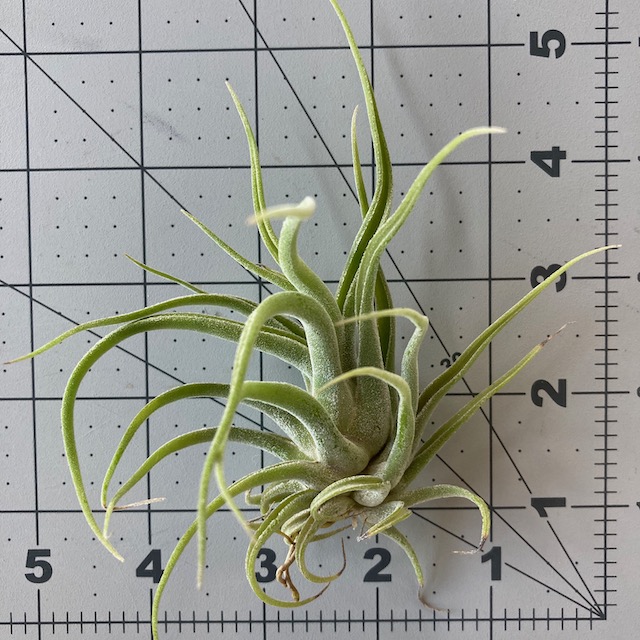 "Tillandsia no id"