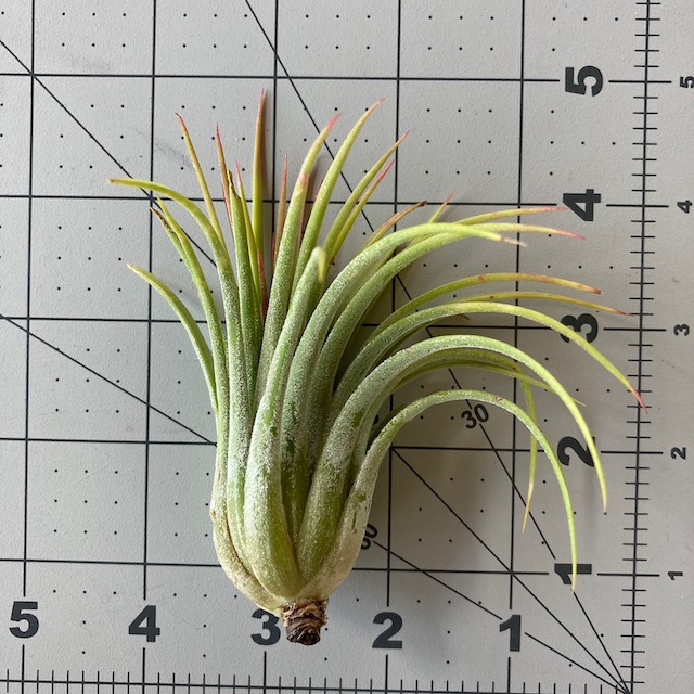 "Tillandsia ionantha rubra"