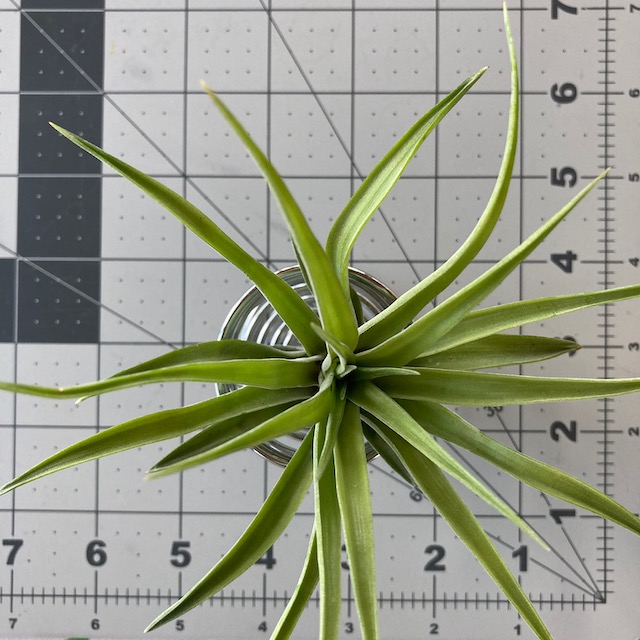 "Tillandsia velutina"