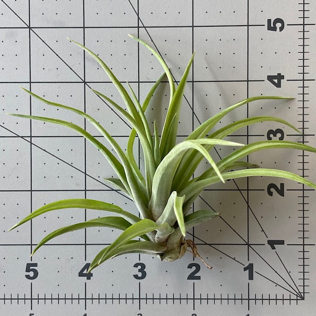 "Tillandsia velutina"