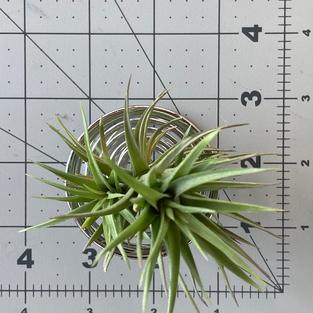 "Tillandsia aeranthos bronze"