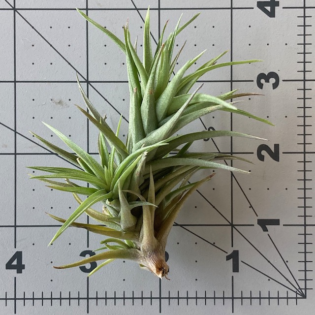 "Tillandsia aeranthos bronze"