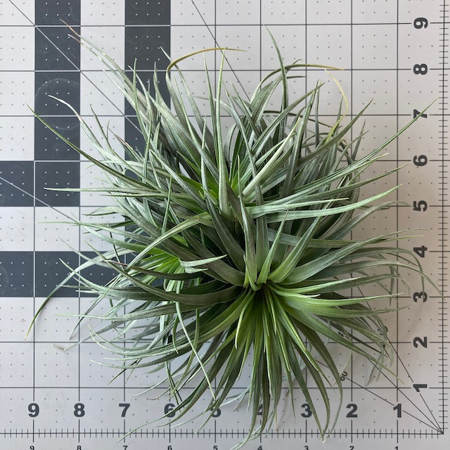 "Tillandsia stricta 'moonglow'"