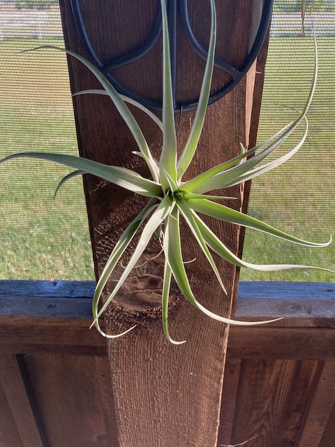 "Tillandsia capitata peach"