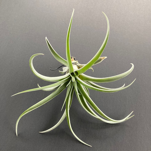 "Tillandsia riohondoensis"