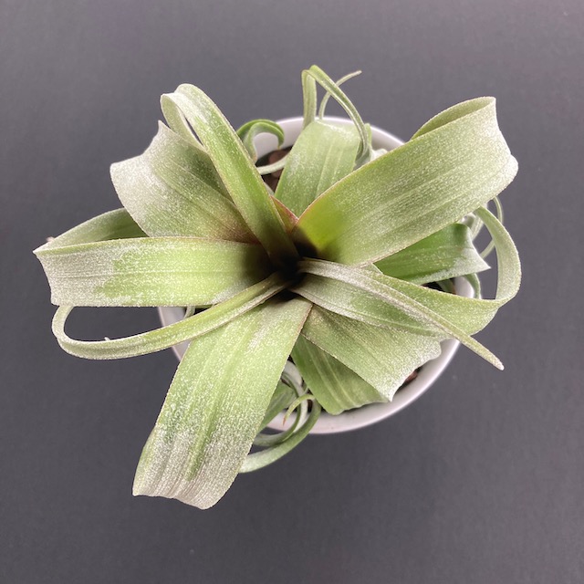 "Tillandsia 'Curly Slim'"