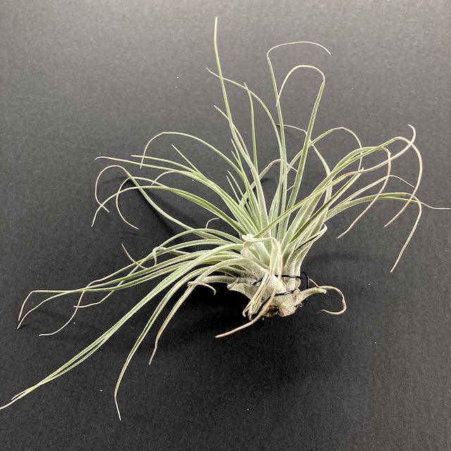 "Tillandsia oaxacana"