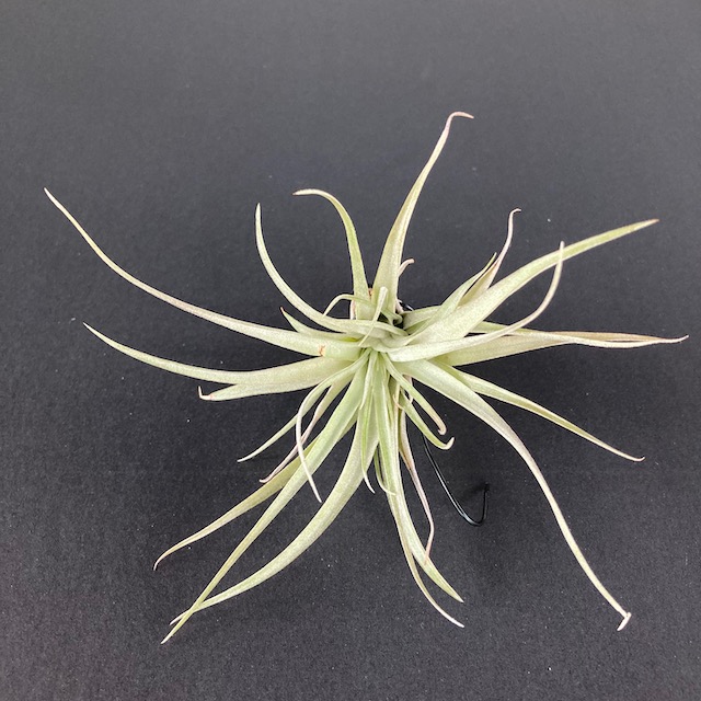 "Tillandsia brachycaulos multiflora"