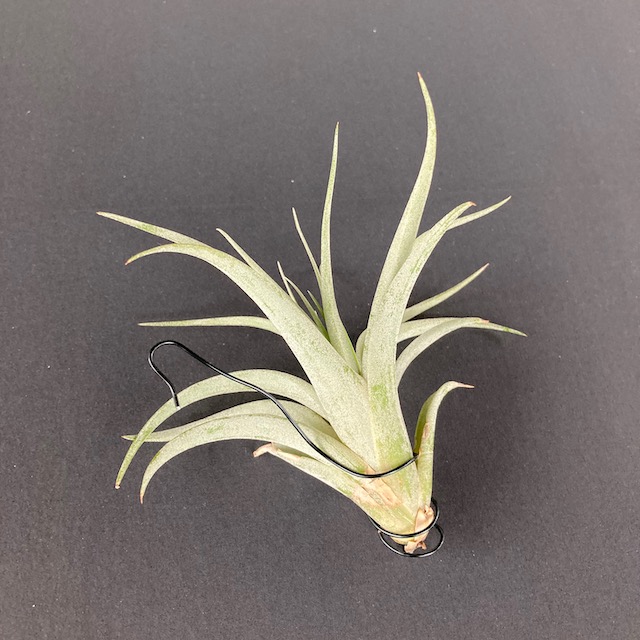 "Tillandsia capitata peach"