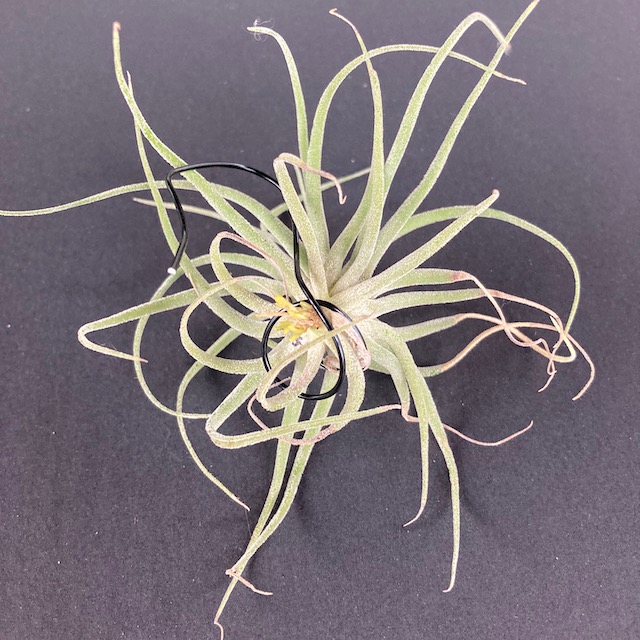 "Tillandsia no id"