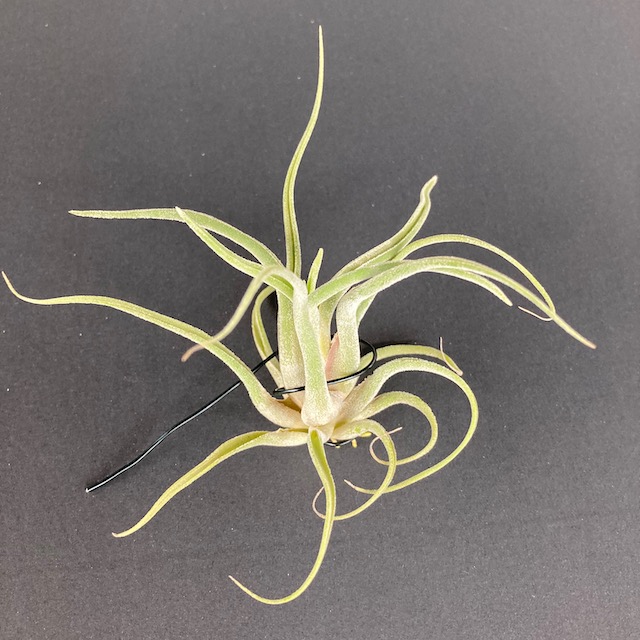 "Tillandsia no id"