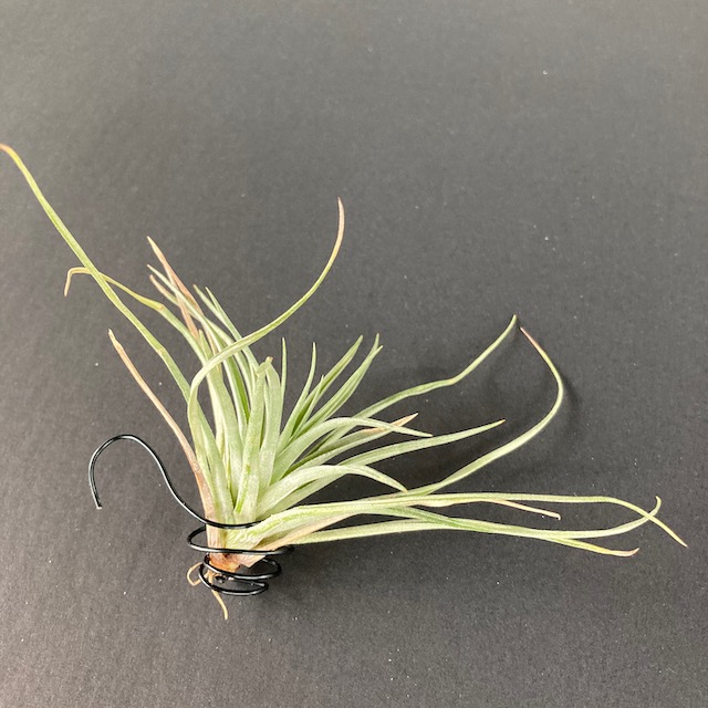 "Tillandsia stricta"