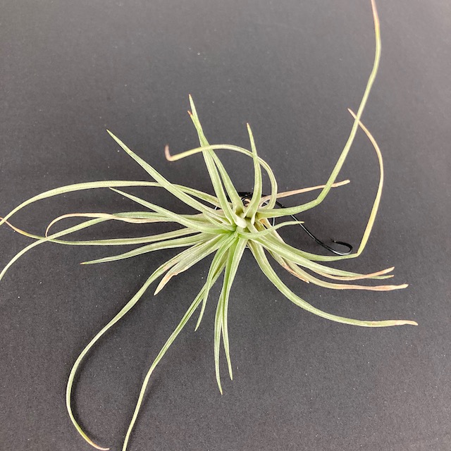 "Tillandsia stricta"