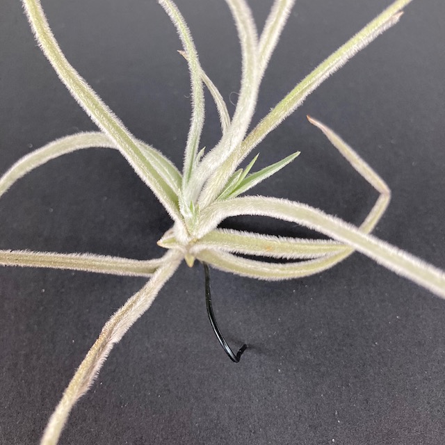 "Tillandsia crocata"