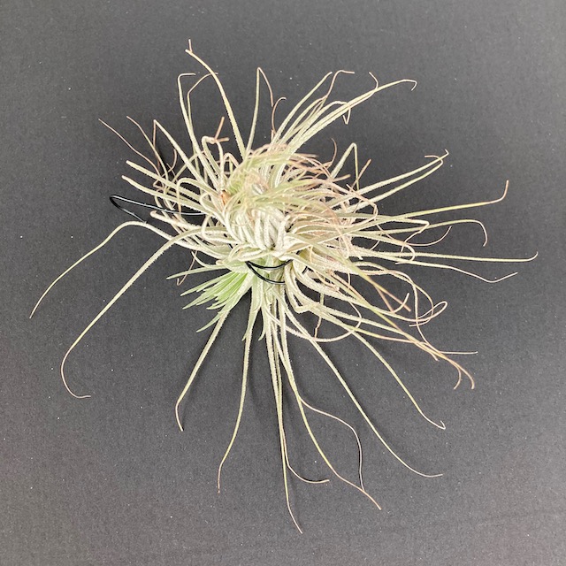 "Tillandsia magnusiana"