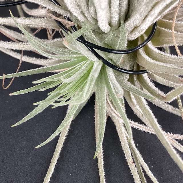 "Tillandsia magnusiana"