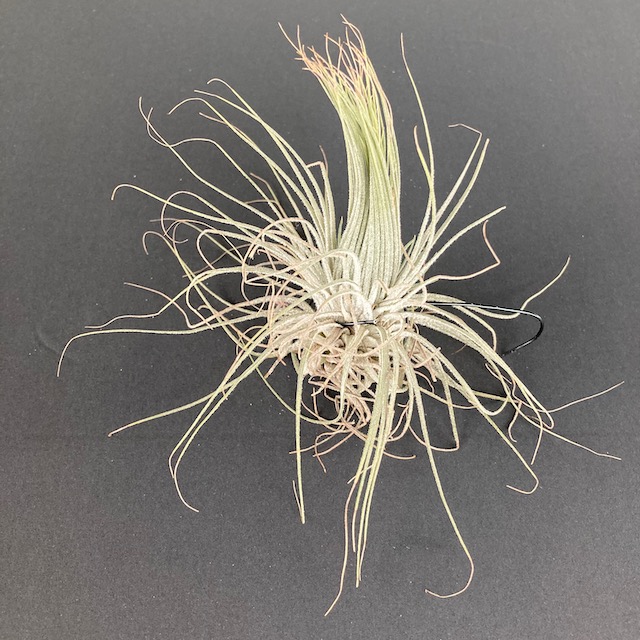 "Tillandsia magnusiana"