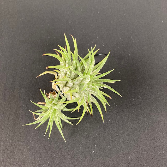 "Tillandsia ionantha"