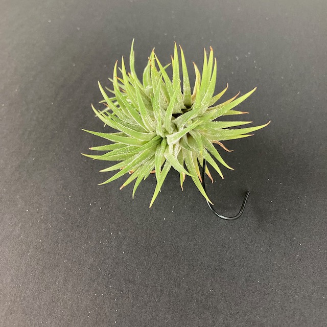 "Tillandsia ionantha"