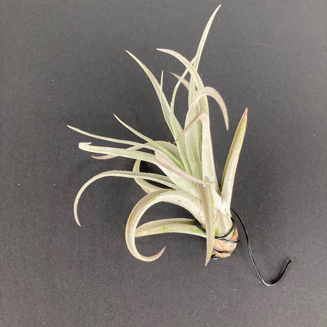 "Tillandsia harrisii"