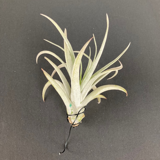 "Tillandsia harrisii"