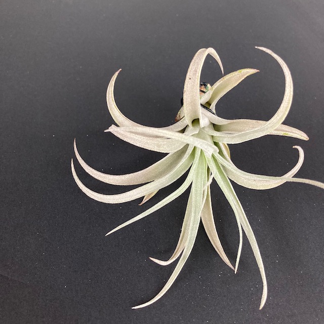 "Tillandsia harrisii"