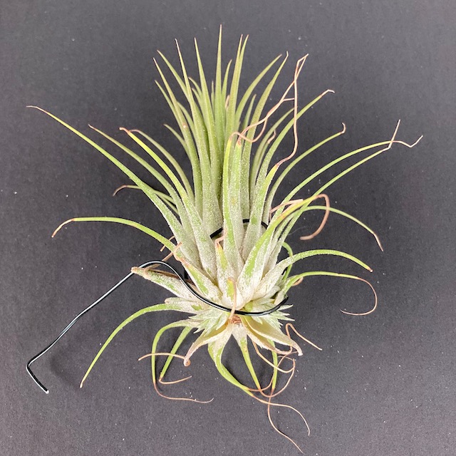 "Tillandsia ionantha"