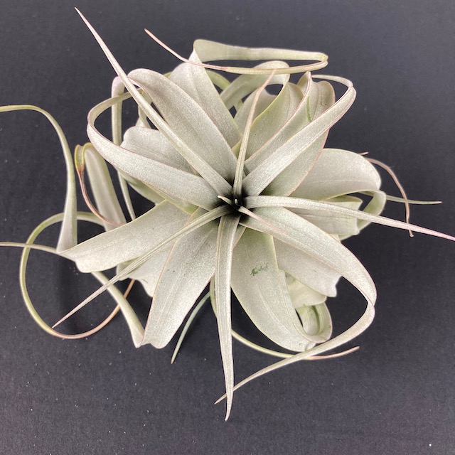 "Tillandsia xerographica"