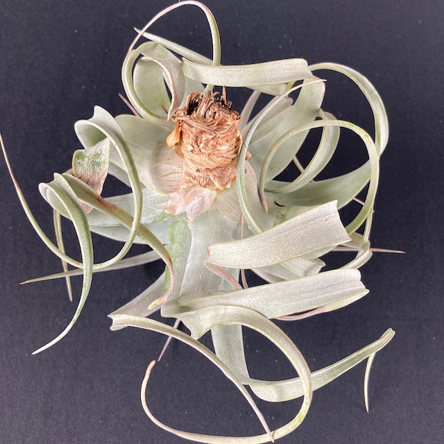 "Tillandsia xerographica"