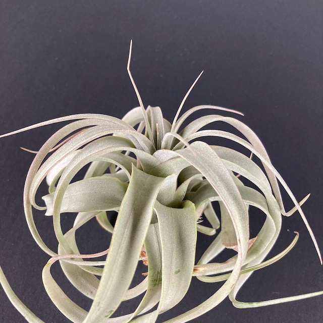 "Tillandsia xerographica"