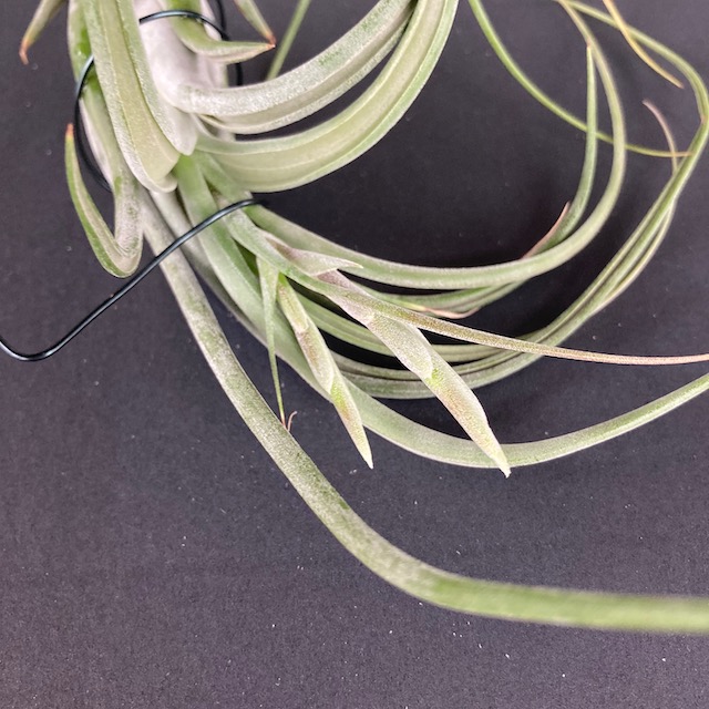 "Tillandsia paucifolia"