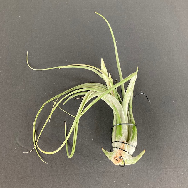 "Tillandsia paucifolia"