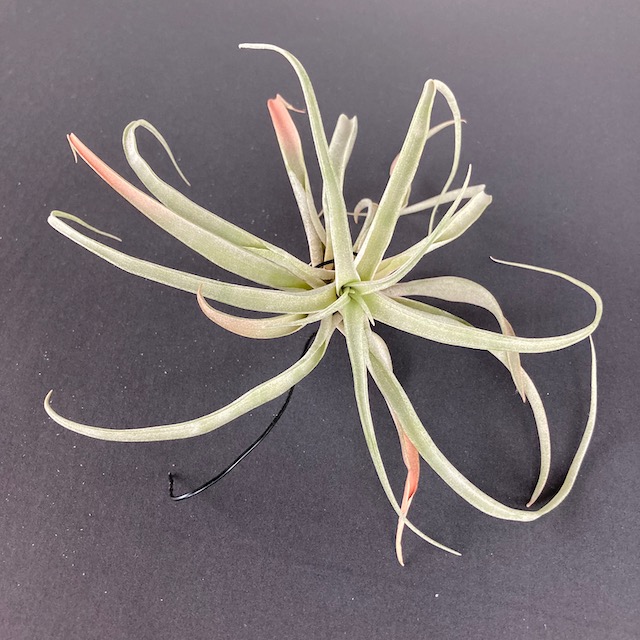 "Tillandsia no id"