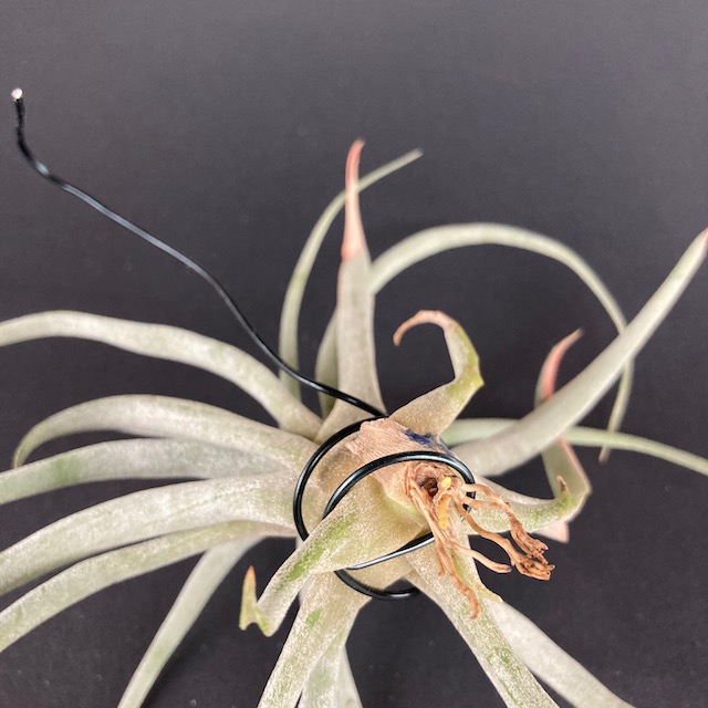 "Tillandsia no id"