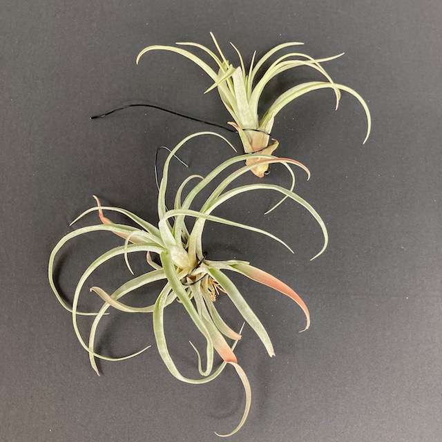 "Tillandsia no id"