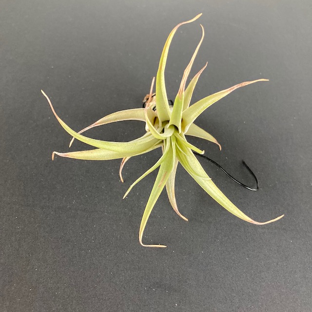 "Tillandsia capitata peach"