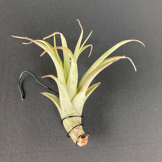 "Tillandsia capitata peach"