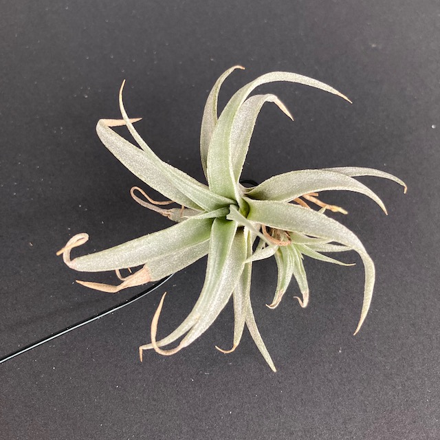 "Tillandsia chiapensis"