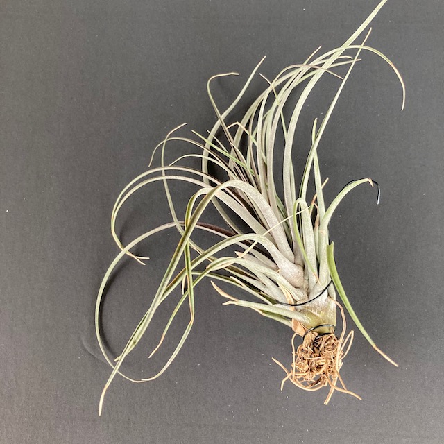 "Tillandsia capitata dominguensis"