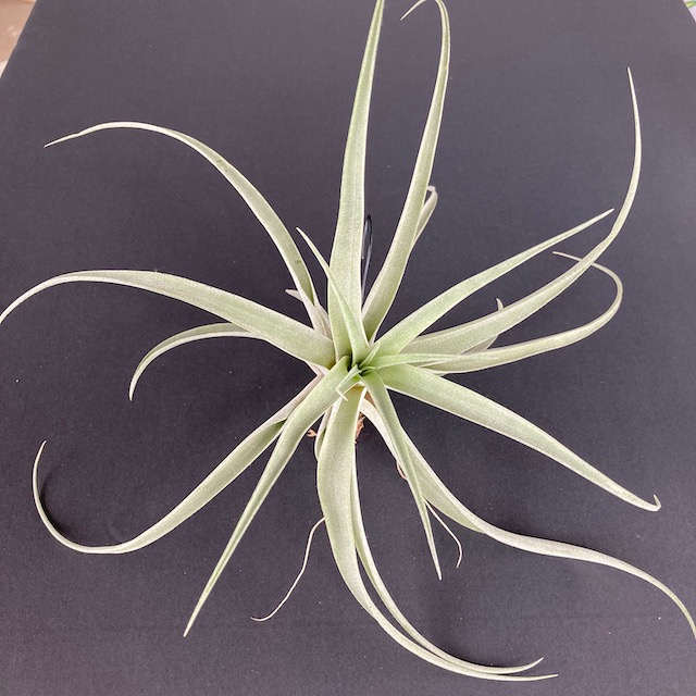 "Tillandsia capitata peach"