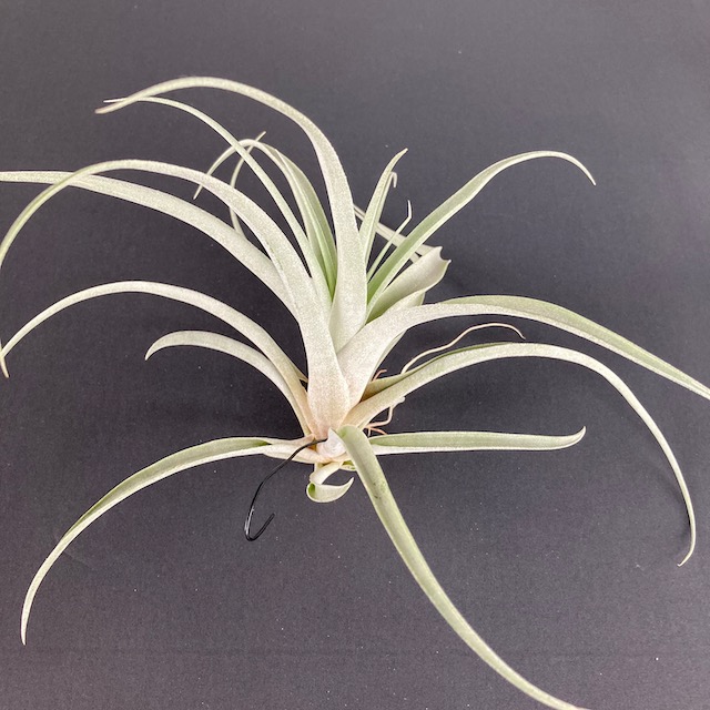 "Tillandsia capitata peach"