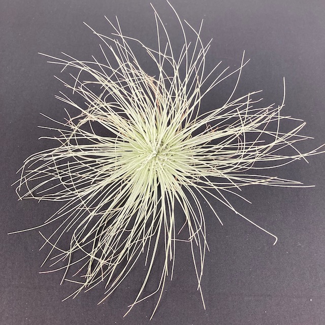 "Tillandsia fuchsii var. gracilis"